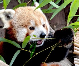 Visit some of the cutest residents, the red pandas, at the Philadelphia Zoo. Photo courtesy of the zoo