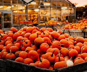 Linvilla Orchards 