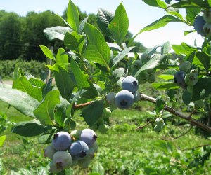 blueberry orchard