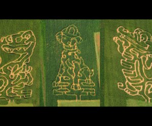 Wilcox Family Farm kid's corn mazes