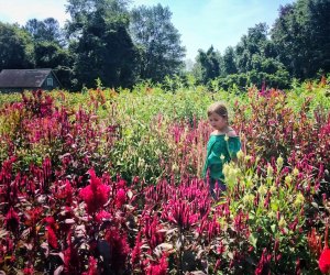 Gorgeous Flower Fields In Connecticut