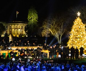 The National Christmas Tree lights up the Ellipse every evening through New Year's Day. Photo by Kelsey Graczyk, courtesy of the National Park Service