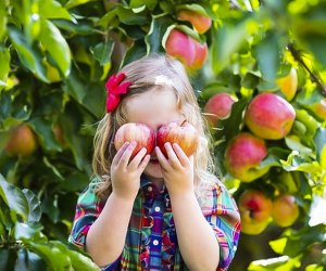 Just about an hour from Chicago, kids can pick apples at Apple Holler from mid-August to November.