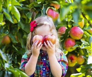 Just about an hour from Chicago, kids can pick apples at Apple Holler through November. Photo courtesy of the farm