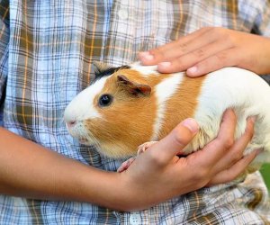 Best Pets for Kids: Guinea Pigs