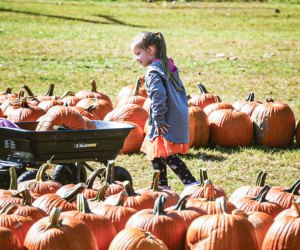 Making the right choice at a pumpkin patch is serious work! Photo courtesy of Bishop's Orchards