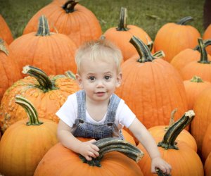 Pumpkin patches in Connecticut are a great opportunity to explore the outdoors with a fun fall activity! Photo courtesy of Brown's Harvest 
