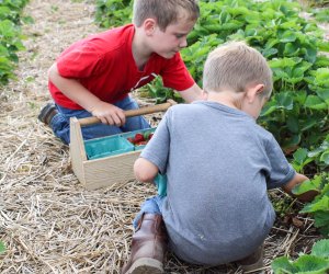Cody's Farm and Orchard offers strawberry picking northwest of Chicago. Photo courtesy of Cody's Farm and Orchard