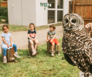 Photo of children and owl at Earthplace-Visitng CT with kids