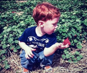 Choose from strawberries, blueberries, raspberries, and blackberries at Garwood Orchards.  Photo courtesy of Garwood Orchards