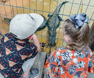 See alligators in Beaumont, about 90 minutes from Houston. Photo courtesy of Gator Country Wildlife Adventure Park