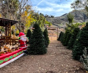 Christmas Tree Farms in Los Angeles: Greenspot Farms