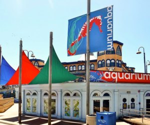 Heal the Bay Aquarium is something fun to do in Santa Monica with kids