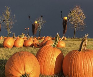 Best Pumpkin Patches Near Chicago