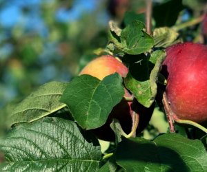 Go Apple Picking Near DC : Marker Miller Orchards