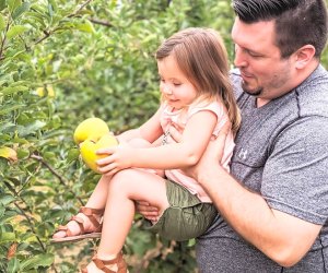 Apple Picking Near DC: Milburn Orchards