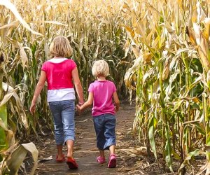 Montpelier Farms Corn Maze