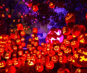 Providence is aglow with spooky fun this weekend! Jack-O-Lantern Spectacular photo courtesy of the Roger Williams Park Zoo