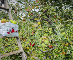 Image of a peck of apples at an apple orchard in Connecticut.