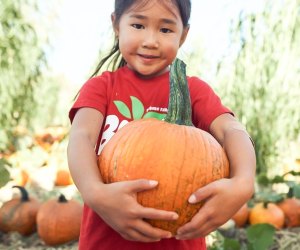 Time for pumpkin patches! Photo courtesy of Tanaka Farms