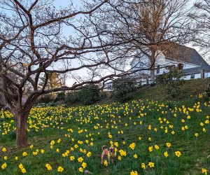 Spring is finally here, bringing more family fun to Connecticut. Essex Goes Daffy with “Daffodil Days”  photo courtesy of the Essex Board of Trade
