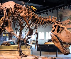 Visit Sue the T-Rex at the Field Museum in Chicago