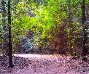 Things to do in the Houston Heights: Lorraine Cherry Nature Preserve