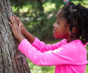 Fall activities in Chicago: Morton Arboretum