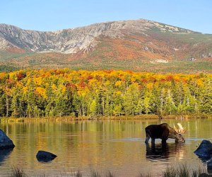 Image of fall landscape in New England, with foliage and moose.