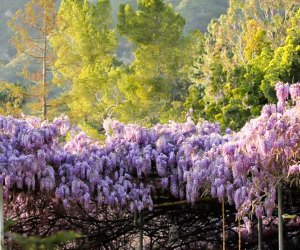 Be awed by the impressive wistaria vine. Photo courtesy of the Sierra Madre Wistaria Festival