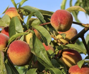 Many farms in Virginia offer pick-your-own peaches. Photo courtesy of the Virginia Farm Bureau 