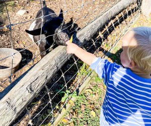 Find Halloween fun at the farm this weekend at Sensory-Friendly Boo in the Barnyard. Photo courtesy of Weir River Farm.