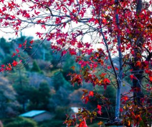  Fall Foliage near Los Angeles: Fall leaves in Julian