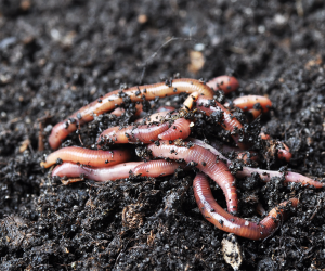 Earthworms