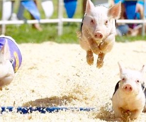 See pigs race around the track at the Dutchess County Fair. Photo courtesy of the fair