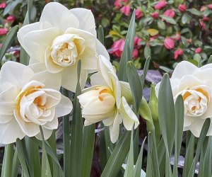 Spring Flower Show: Pillars of  Spring, photo courtesy of the Lincoln Park Conservatory 