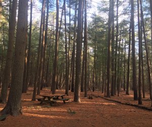 picnic tables and camping space in pine barrens