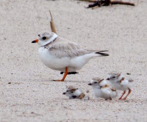 Head to Jones Beach to aid the endangered  piping plover. Photo courtesy of the event 