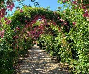 Planting Fields Arboretum offers a beautiful botanical escape