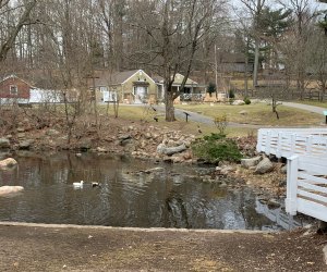 Stamford Museum & Nature Center ducks