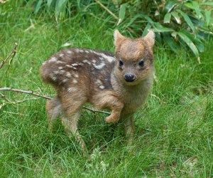 The Southern Pudo is a tiny deer species at the Queens Zoo in NYC