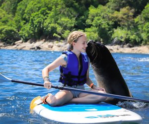 Paddleboarding is even more fun when you do it with a sea lion. Photo courtesy Vallarta Adventures