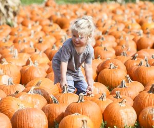 Gorgeous pumpkins await at All Seasons Apple Orchard in Woodstock, a pumpkin patch near Chicago. Photo courtesy of  orchard