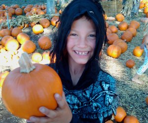 Miami has great pumpkin patches for you to check out this Halloween. 