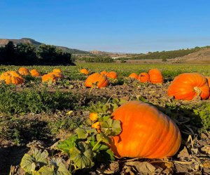 Pumpkins grown in Ventura County! Photo courtesy of Underwood Family Farms,  Facebook