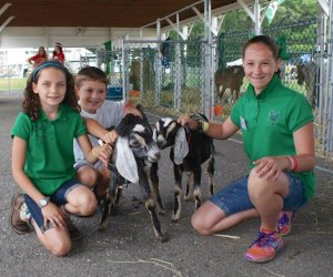 Meet some friendly animals at the Putnam County Fair in Carmel. Photo courtesy of the fair