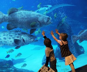 11 Best US Aquariums for Your Next Family Vacation  Mommy Poppins - Things  To Do in Anywhere with Kids