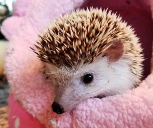 Here Are the Things You Want To Do this Weekend in Connecticut: Maple Day, Snow Moon Stop by Earthplace for an animal-themed story and a chance to meet one of their residents, like this pygmy hedgehog. Photo courtesy of Earthplace