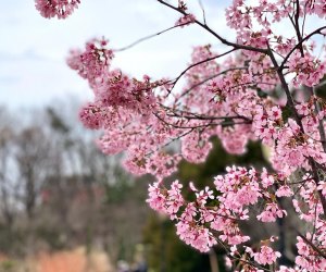 Cherry blossoms in NYC: Queens Botanical Garden