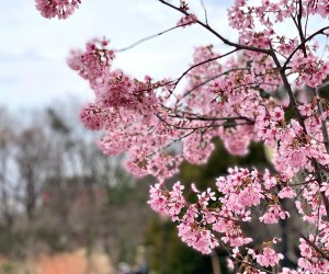 This Park Near NYC Has More Cherry Blossom Trees Than Washington, D.C. —  How to Visit